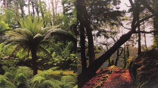 Photo of Derreen Garden