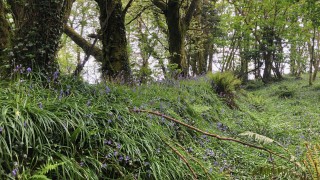 Bluebells in Garretstown Woods