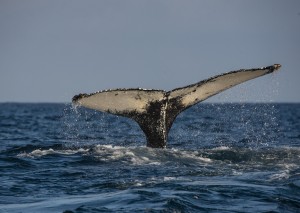 Baltimore Whale watching